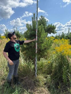 Сосна Пиния П3 Высота 200-250 см, St 120 см, ряд 7/1