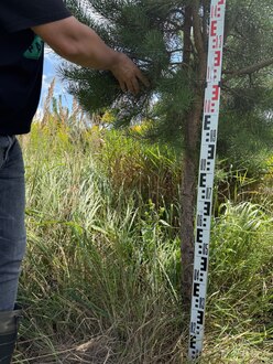 Сосна Пиния П3 Высота 200-250 см, St 120 см, ряд 7/1