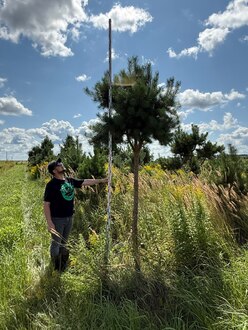 Сосна Пиния П3 Высота 300-350 см, St 200 см, ряд 9/1