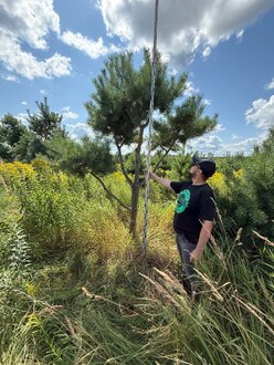 Сосна Пиния П3 Высота 300-350 см, St 70 см, ряд 7/2