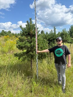 Сосна Пиния П4 Высота 250-300 см, St 80 см, ряд 1/1