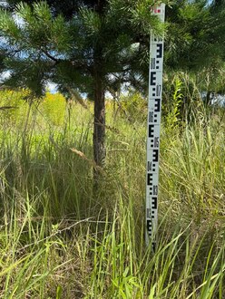 Сосна Пиния П4 Высота 250-300 см, St 80 см, ряд 1/1