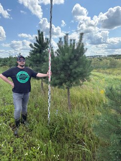 Сосна Пиния П4 Высота 200-250 см, St 120 см, ряд 1/3