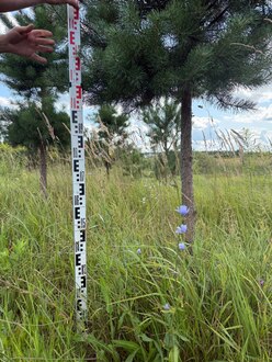 Сосна Пиния П4 Высота 200-250 см, St 120 см, ряд 1/3