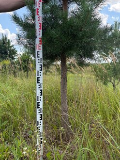 Сосна Пиния П4 Высота 250-300 см, St 100 см, ряд 1/4