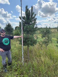 Сосна Пиния П4 Высота 250-300 см, St 100 см, ряд 1/4