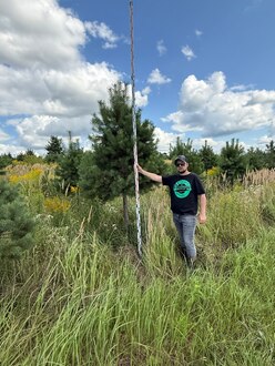 Сосна Пиния П4 Высота 300-350 см, St 150 см, ряд 1/10