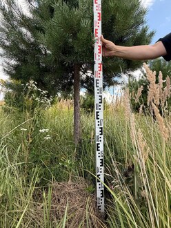 Сосна Пиния П4 Высота 300-350 см, St 150 см, ряд 1/10