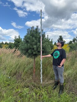 Сосна Пиния П4 Высота 250-300 см, St 120 см, ряд 1/13