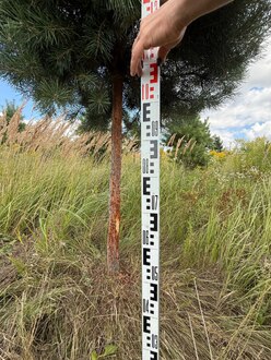 Сосна Пиния П4 Высота 250-300 см, St 120 см, ряд 1/13