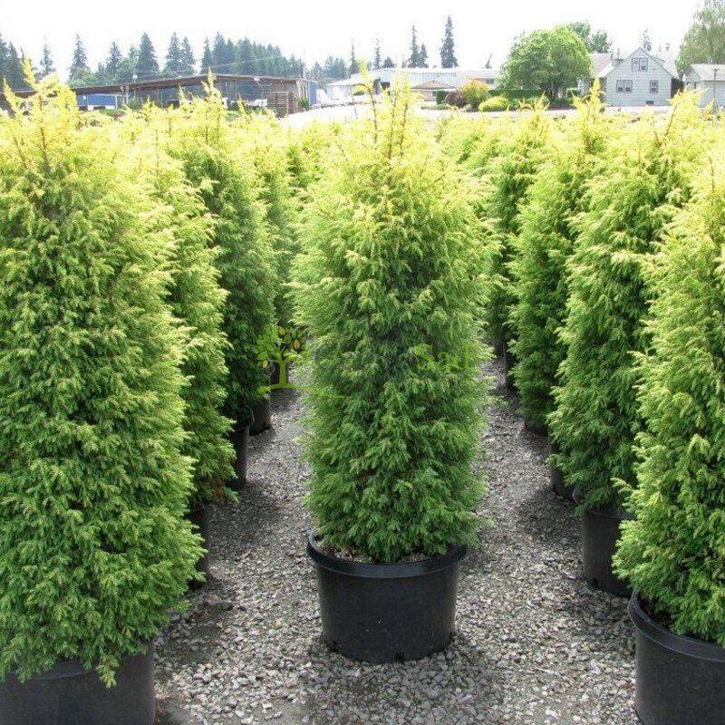 Можжевельник обыкновенный Голд Кон (Gold Cone)