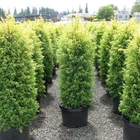 Можжевельник обыкновенный Голд Кон (Gold Cone)