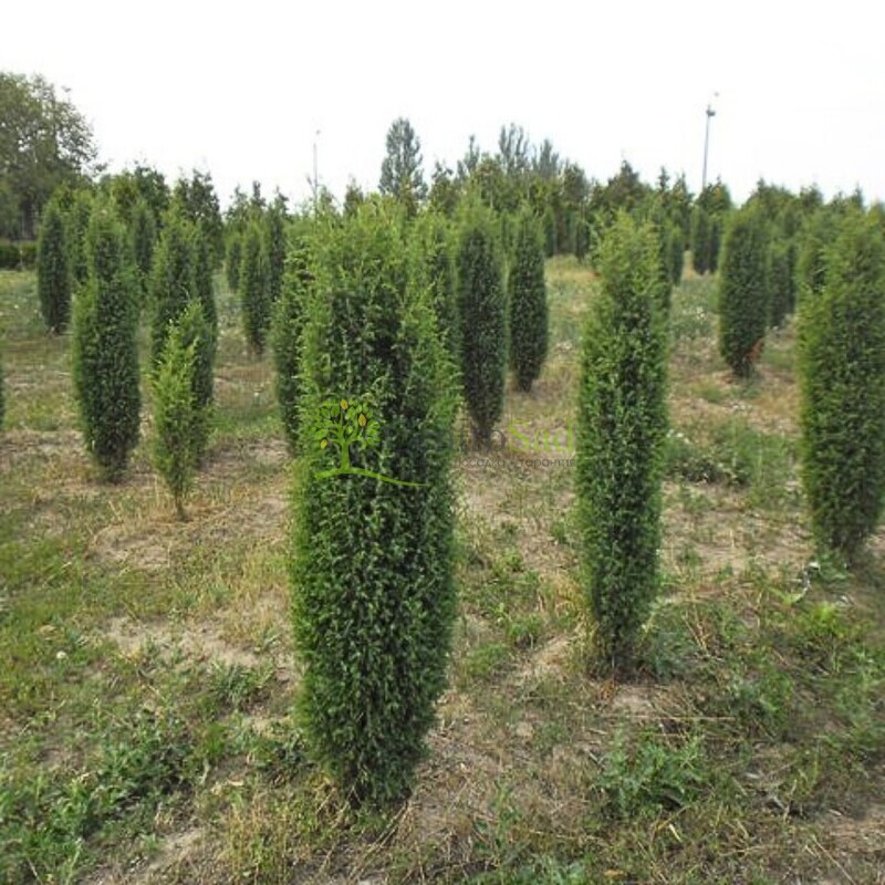 Можжевельник обыкновенный Сенсител (Sentinel)