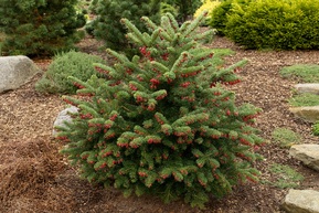 Пихта кефалинийская Майерс Драфт (Meyer's Dwarf)