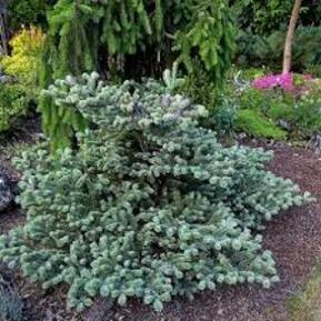 Пихта корейская Блю Эмперор (Blue Emperor)