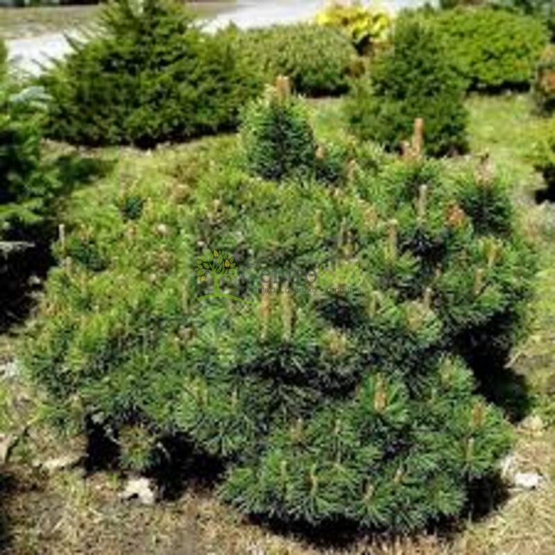 Сосна горная Пикобелло (Picobello)