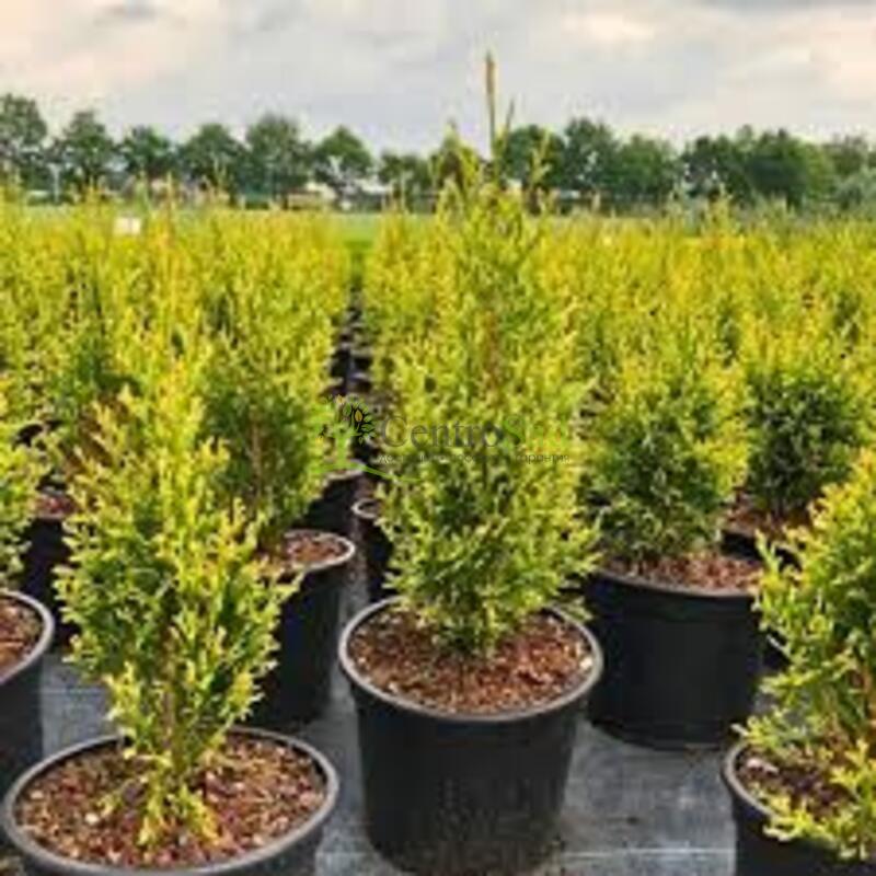 Туя западная Брайт Смарагд (Braght Smaragd)