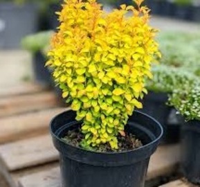 Барбарис Тунберга "Yellow Bird" (Еллоу Берд)