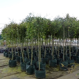 Ива козья Пендула (Pendula)