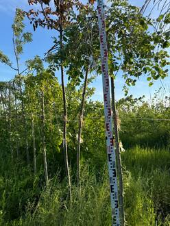 Ива козья Пендула (Pendula)