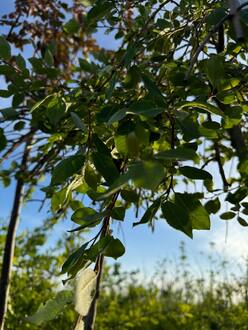 Ива козья Пендула (Pendula)