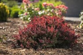 Барбарис Тунберга Ламбруско Бейелла (Lambruso BailElla)