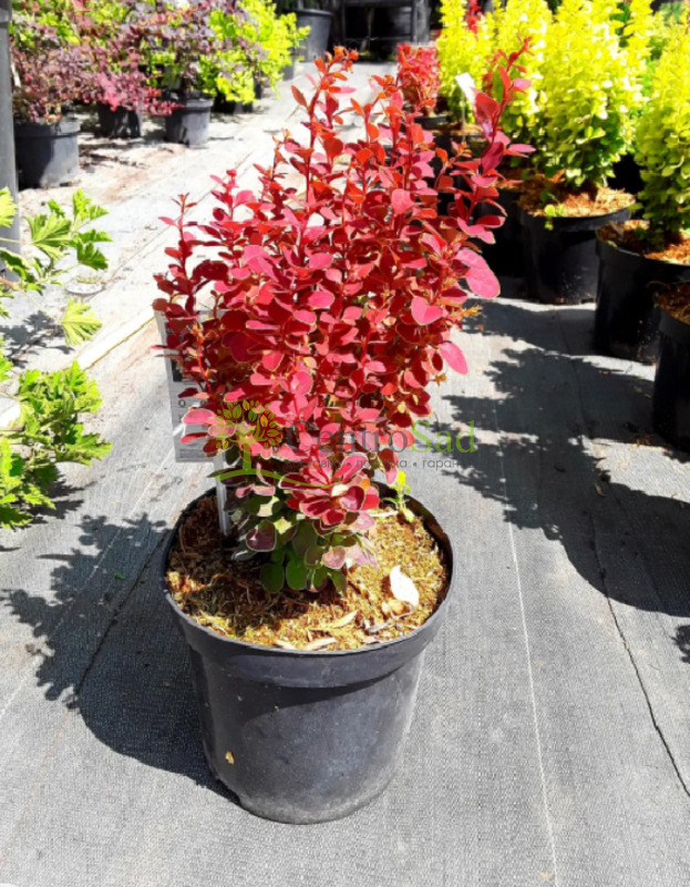 Барбарис Тунберга Чикита (Chicquita)