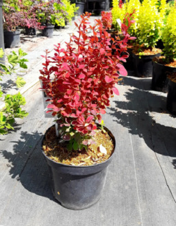 Барбарис Тунберга Чикита (Chicquita)