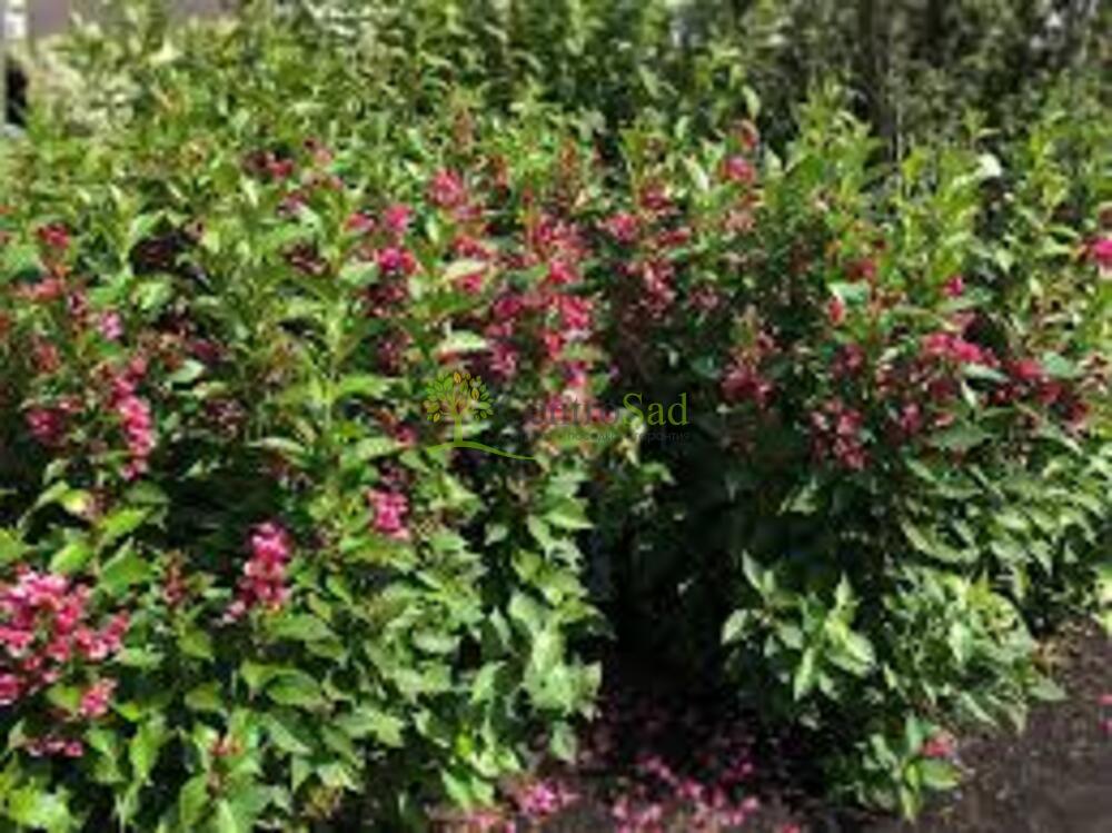 Вейгела Биг Лав (Big Love)