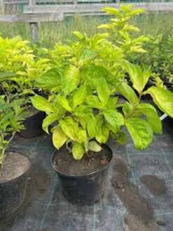 Вейгела Лайм Монстр (Lime Monster)