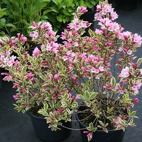 Вейгела Мэджикал Рейнбоу (Magical Rainbow)