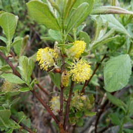Ива Ушастая Саликс аурита (Salix aurita)