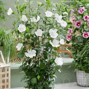 Гибискус сирийский Флаве Тауэр Вайт (Flower Tower White)