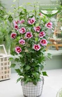 Гибискус сирийский Флаве Тауэр Перпл (Flower Tower Purple)