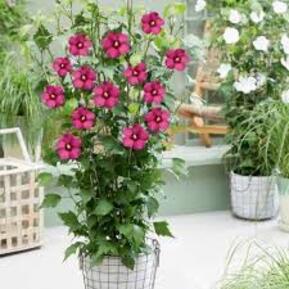 Гибискус сирийский "Flower Tower Ruby" (Флаве Тауэр Руби)