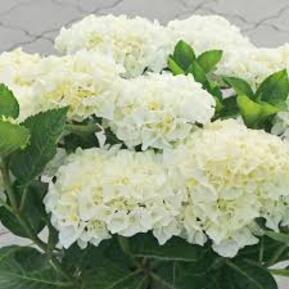 Гортензия крупнолистная Брайт Вайт (Bright White)