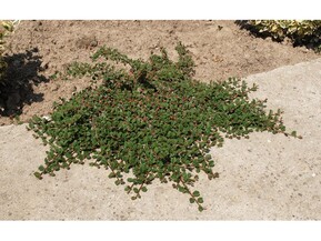 Кизильник гибридный Стокгольм (Skogholm)