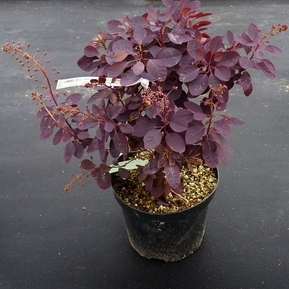 Скумпия кожевенная Меджикал Ред Фонтан (Magical Red Fountain)