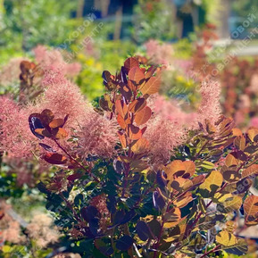 Скумпия кожевенная Меджикал Торч (Magical Red Torch)