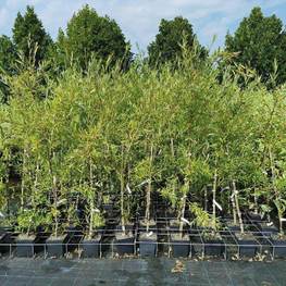 Ива белая "Шаровидный Карлик"