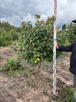 Груша уссурийская ф. зонт