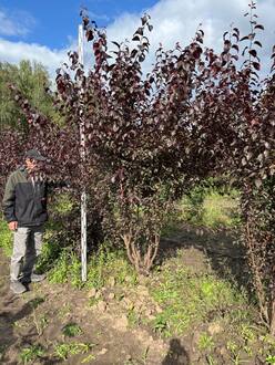 Алыча "Тульский Искандер"