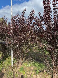 Алыча "Тульский Искандер"