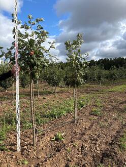 Рябина обыкновенная Пинк Вейл (Pink Veil)