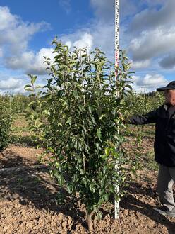 Яблоня декоративная Ван Эселтин (Van Eseltine)
