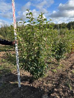 Яблоня декоративная Ван Эселтин (Van Eseltine)