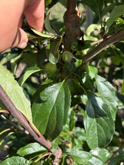 Яблоня декоративная Ван Эселтин (Van Eseltine)