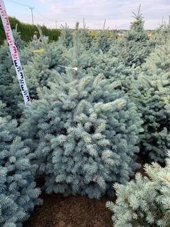 Ель колючая Марси (Marci)