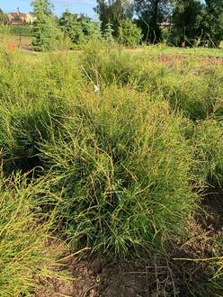 Туя западная (Filiformis) Филиформис