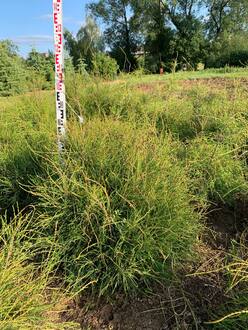 Туя западная (Filiformis) Филиформис